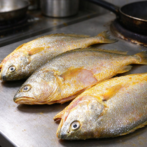 Fresh Golden Yellow Croaker
